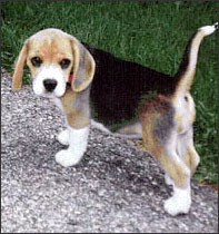 Shorty